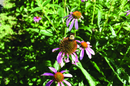 a bumble bee on the center of a purple coneflower